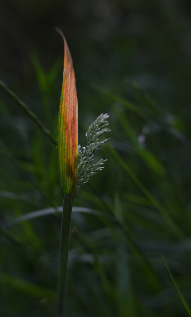 Back lit blade by tiaj1402