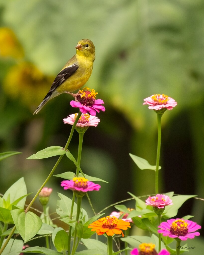 LHG_2423 Goldfinch in zinnias by rontu