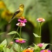 LHG_2423 Goldfinch in zinnias