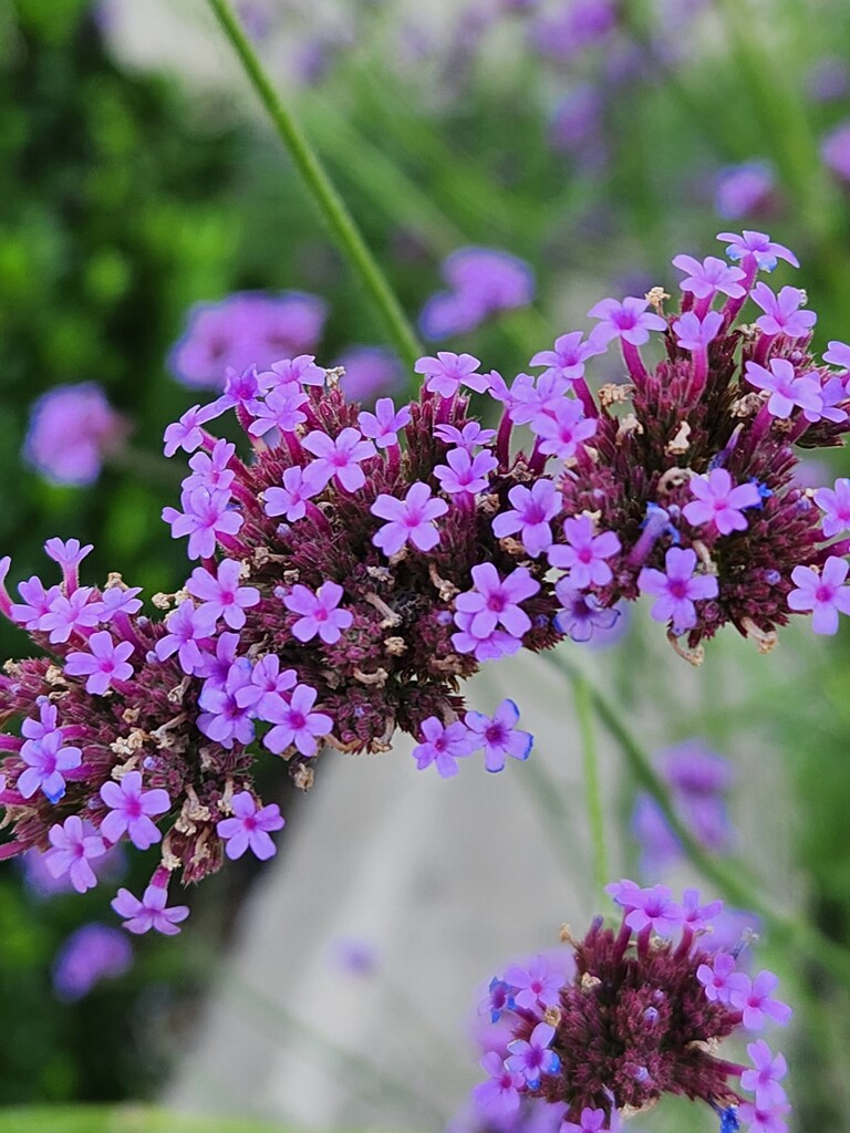 Lovely Lilac by mariaostrowski