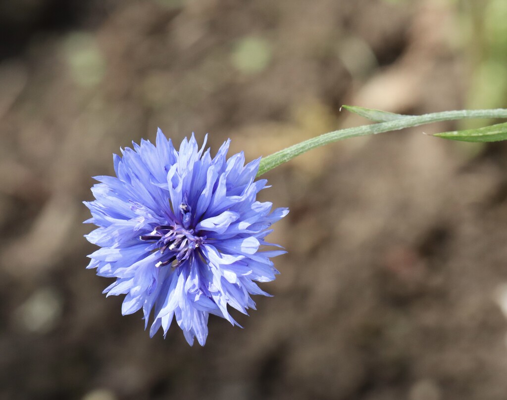 Cornflower  by jeremyccc