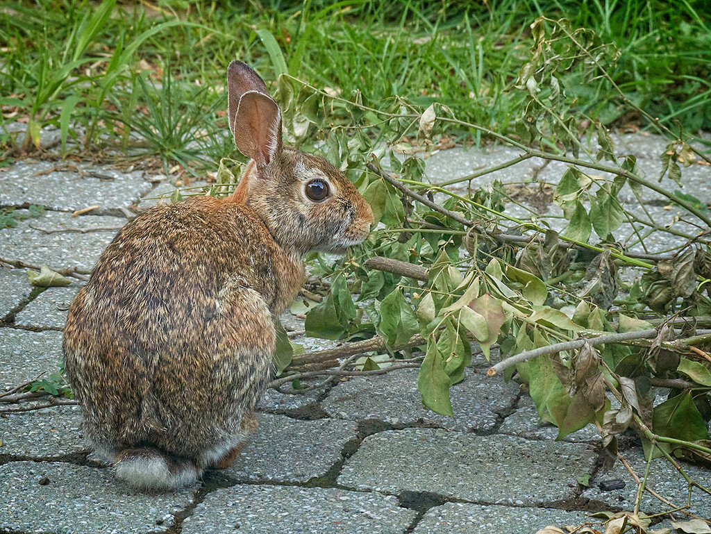 Nibbling on Magnolia Leaves by gardencat