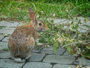 21st Jul 2024 - Nibbling on Magnolia Leaves