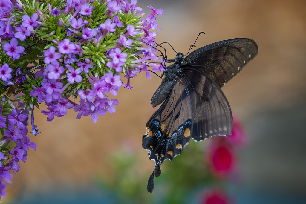 Unique Swallowtail Butterfly by k9photo