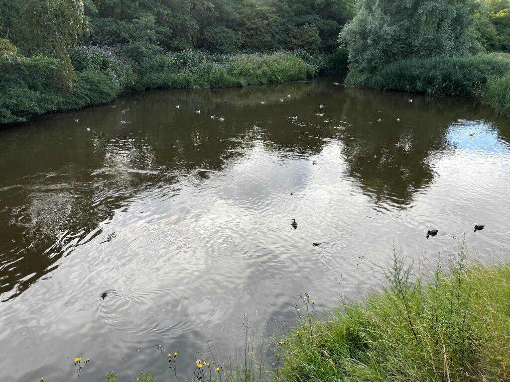 Ducklings on the river by helenawall