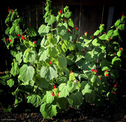 21st Jul 2024 - Turks Cap