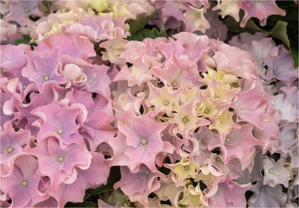 Hydrangea by pcoulson