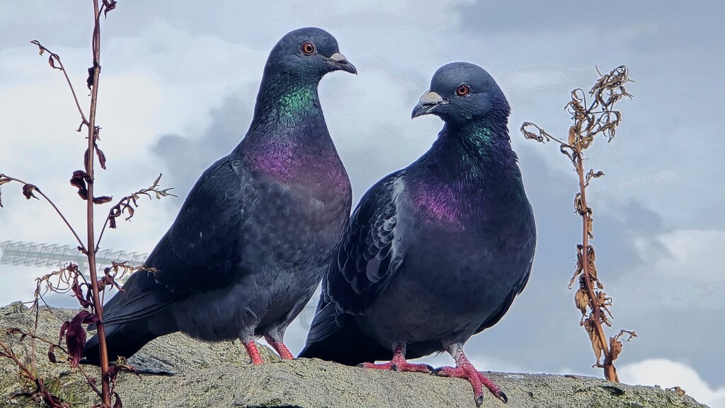 203/366 - Pigeon couple by isaacsnek