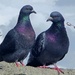 203/366 - Pigeon couple