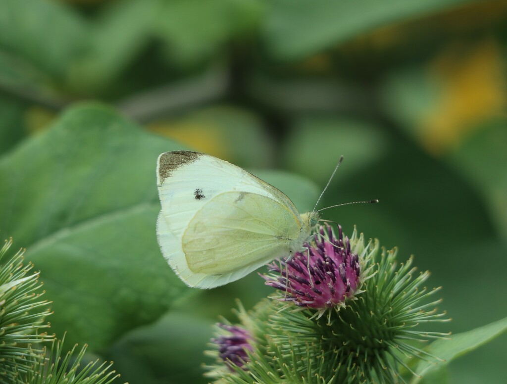 The Humble Cabbage White by 365projectorgheatherb