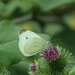 The Humble Cabbage White