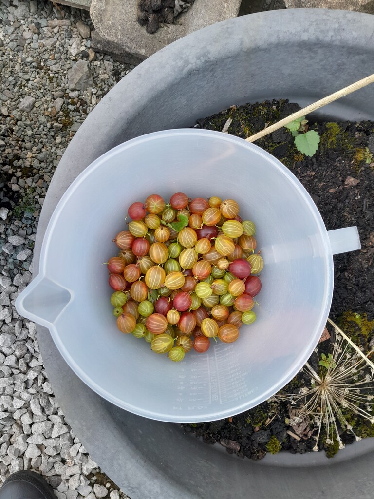 15 oz of gooseberries by anniesue