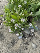 21st Jul 2024 - Sea Rocket