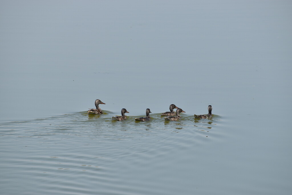 Mama Duck And Her Babies by bjywamer