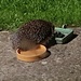 Harry Hedgehog 