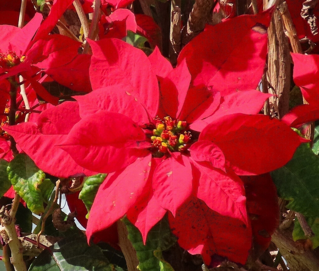   Beautiful Rich Red Poinsettia ~  by happysnaps