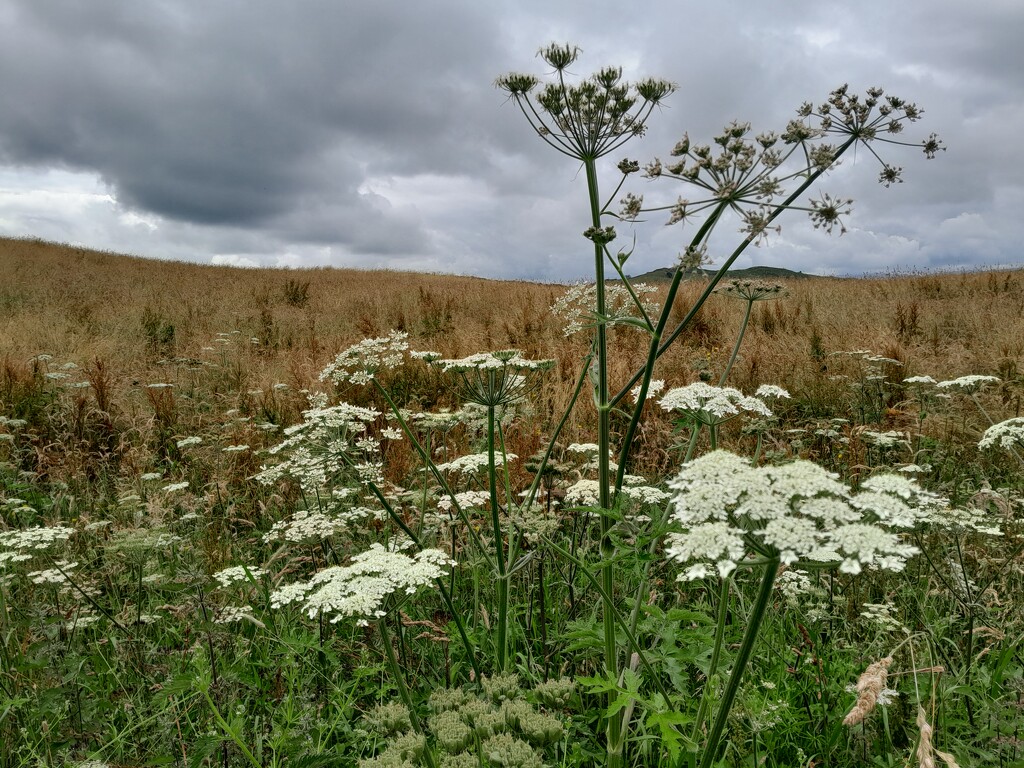 umbellifery by anniesue