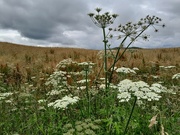 21st Jul 2024 - umbellifery