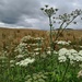 umbellifery by anniesue