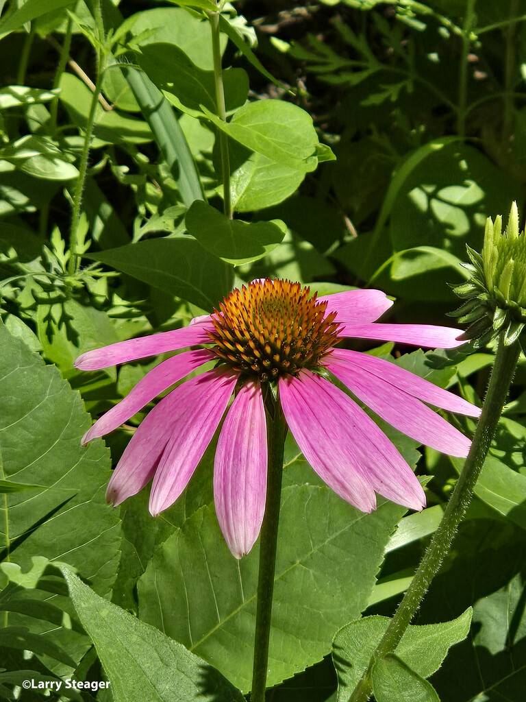 Purple coneflower by larrysphotos