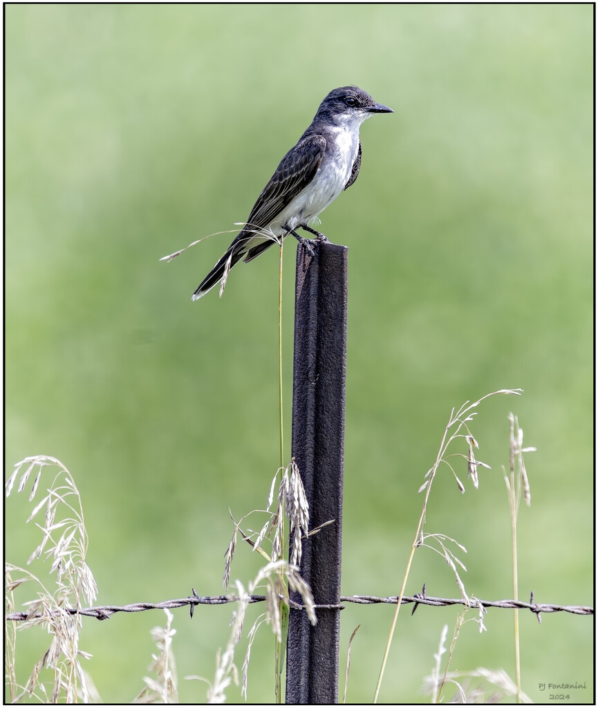 Juvenile Eastern Kingbird? by bluemoon