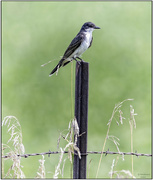 21st Jul 2024 - Juvenile Eastern Kingbird?