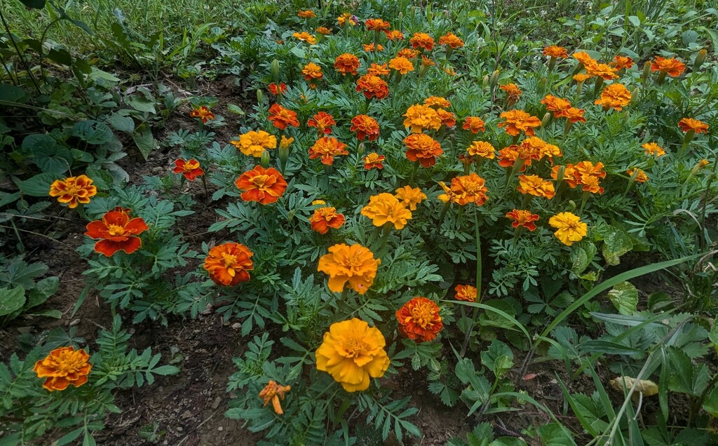 My Marigolds  by julie