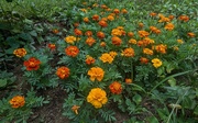 21st Jul 2024 - My Marigolds 