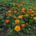 My Marigolds 