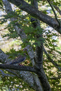 15th Jul 2024 - Mourning Dove