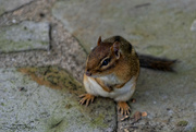 16th Jul 2024 - Chipmunk