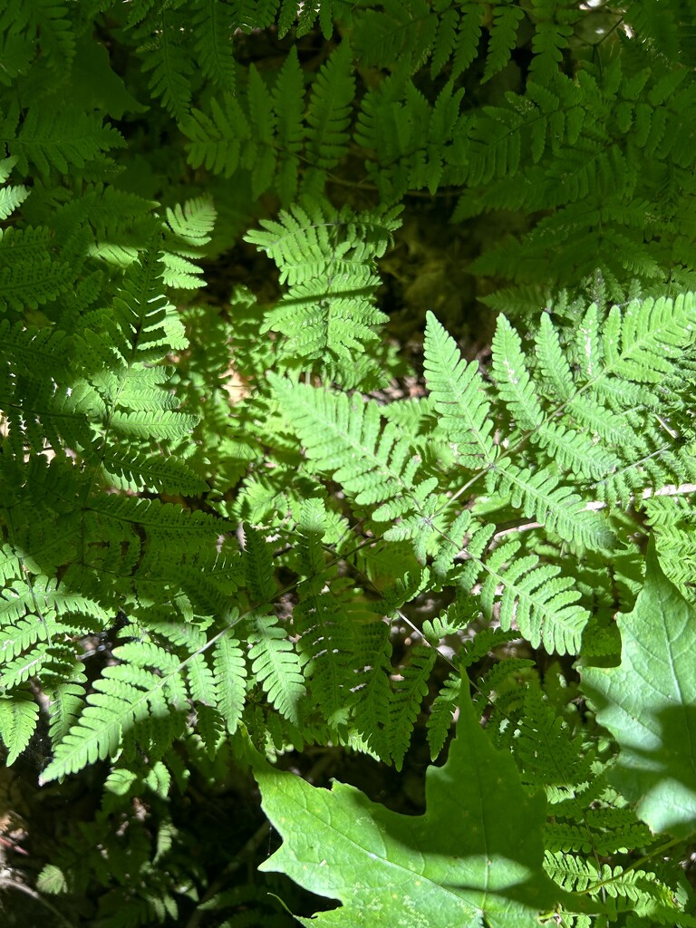 Sun-filtered ferns by mltrotter