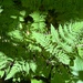 Sun-filtered ferns