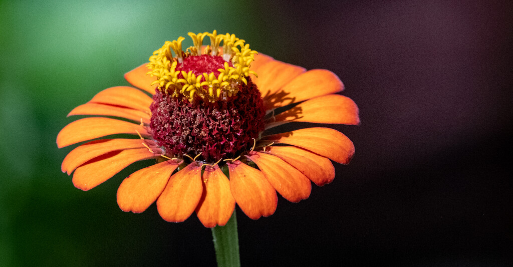 Zinnia Flower! by rickster549