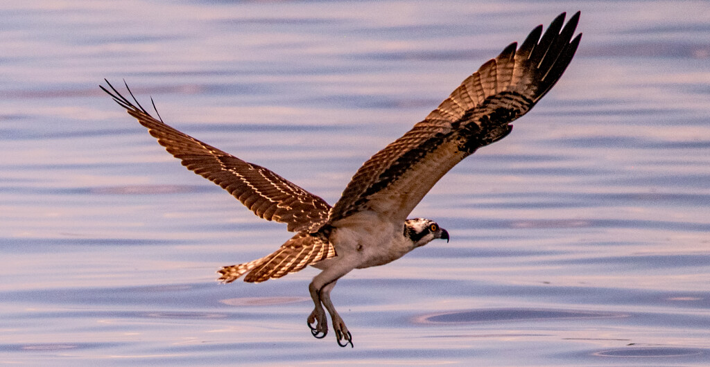 The Juvenile Osprey After It Missed It's Lunch! by rickster549