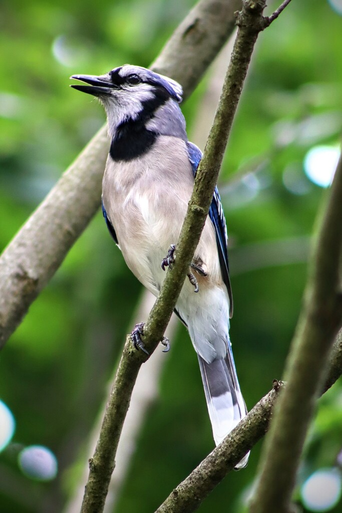 Happy Blue Jay by princessicajessica