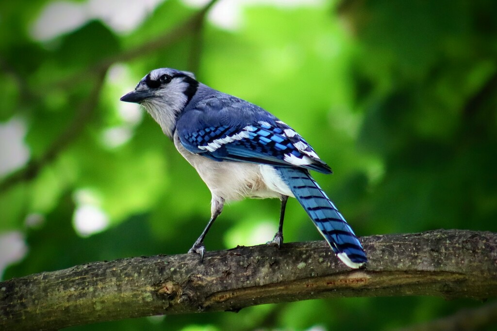 Blue Jay in the Maple Tree by princessicajessica