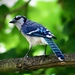 Blue Jay in the Maple Tree