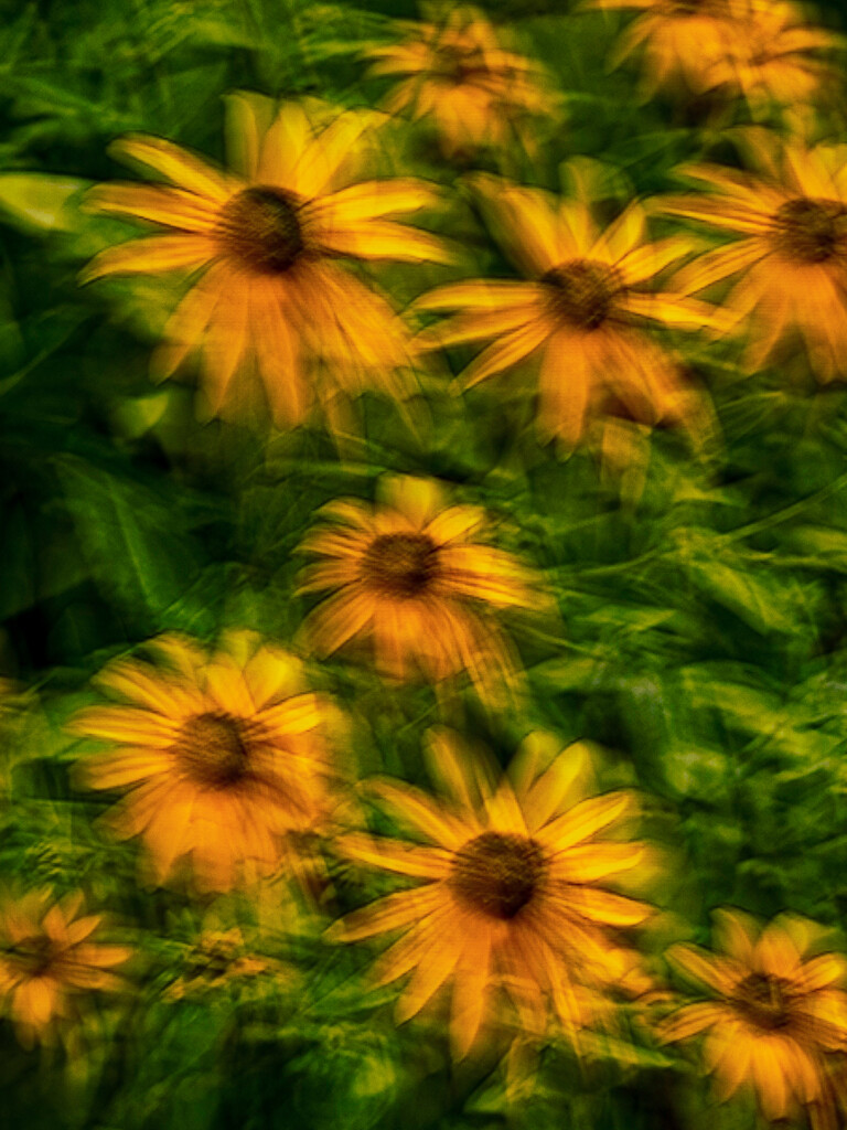 Coneflower ICM by jnewbio