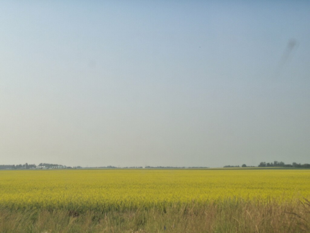 A Field of Yellow by bkbinthecity