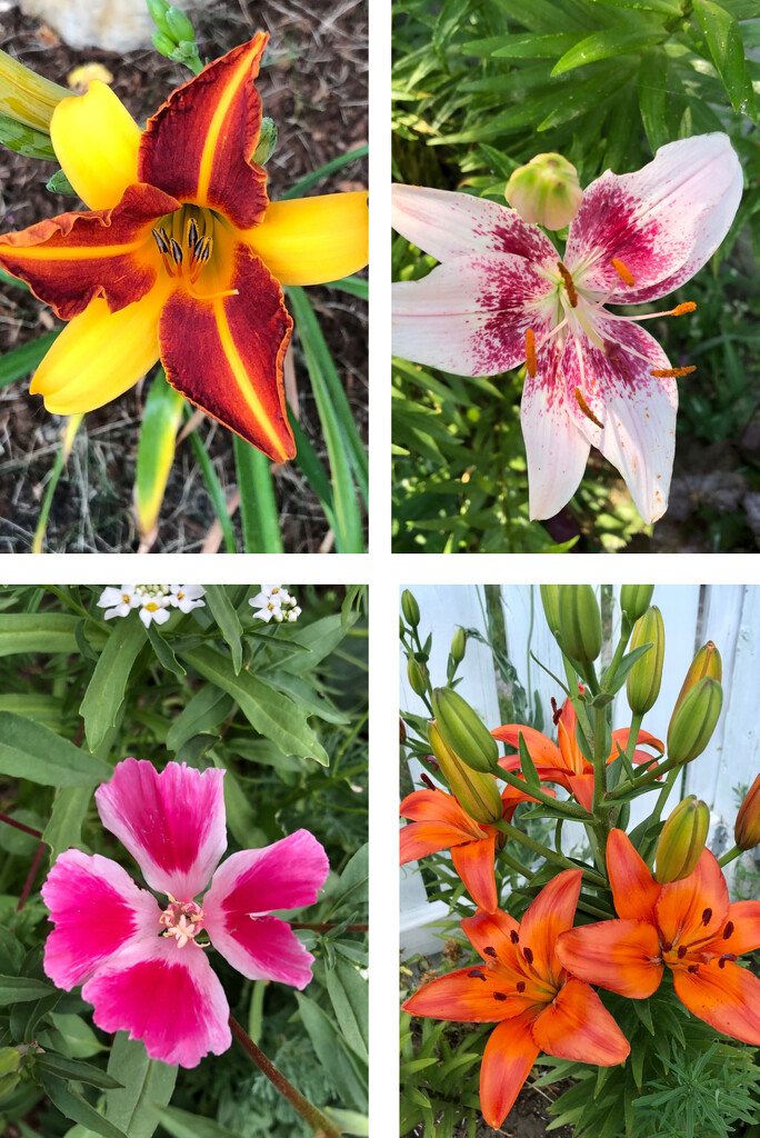 Perennials in the Yard This Week by dailypix