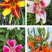 Perennials in the Yard This Week by dailypix