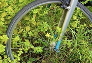 22nd Jul 2024 - The weeds are wrapping around the bike…