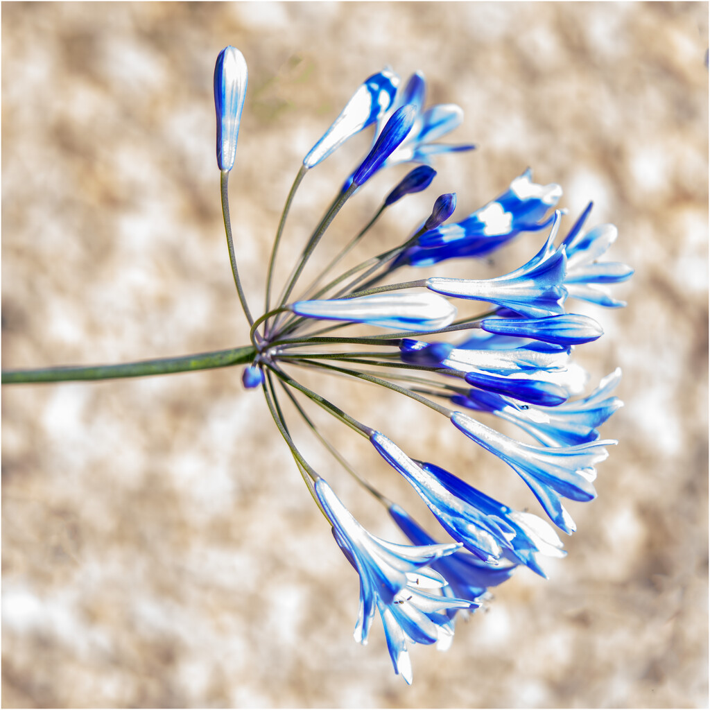 Garden - Agapanthus by clifford