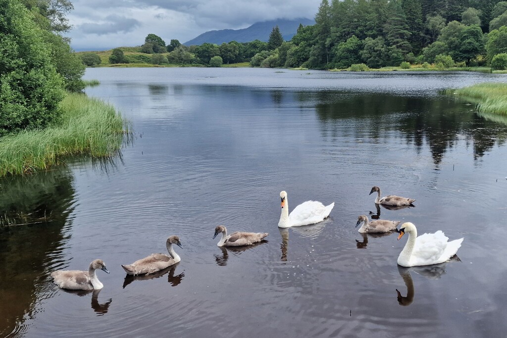 family group by christophercox