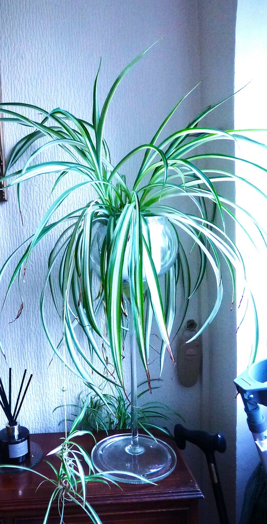 Spider Plant  by beryl