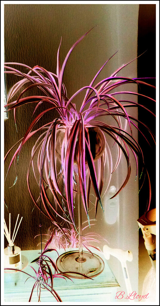 Spider plant inversion.  by beryl