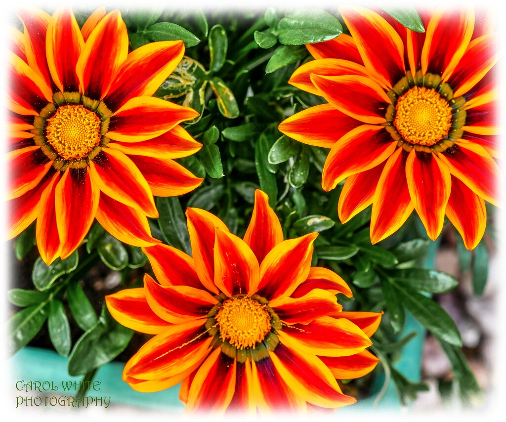 Cheery Gazanias by carolmw