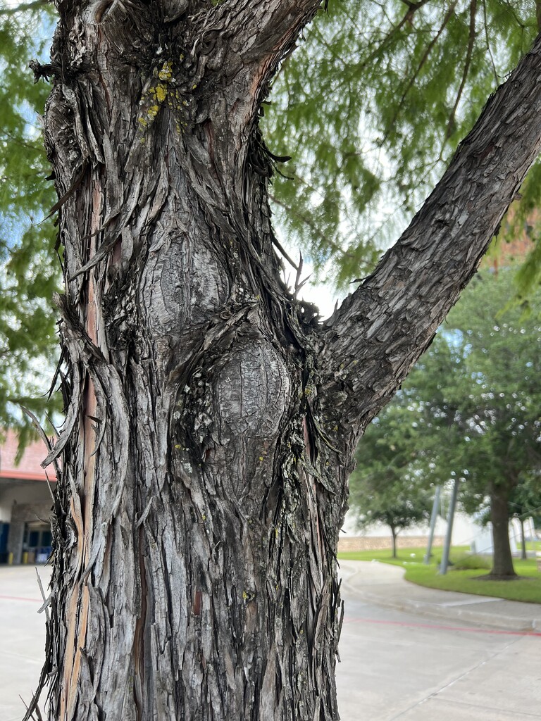 Cedar tree bark  by louannwarren