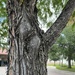 Cedar tree bark 